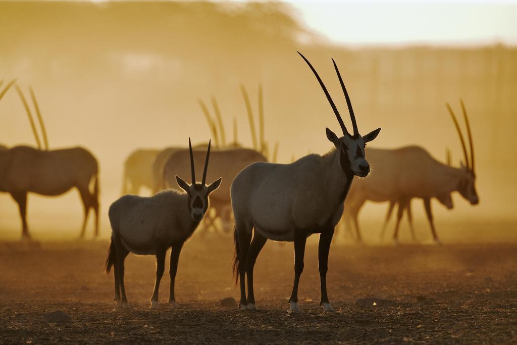 Anantara Desert Islands Resort & Spa Zahr Eksteriør bilde